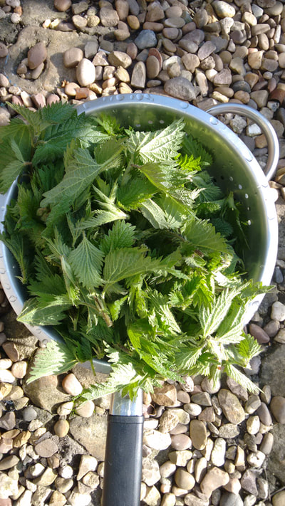 Fresh young nettle leaves