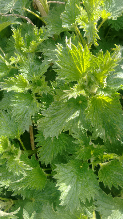 A close up of a bush of nettles