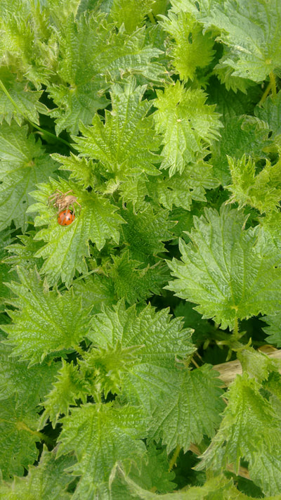 A ladybird and spider share a nettle leaf